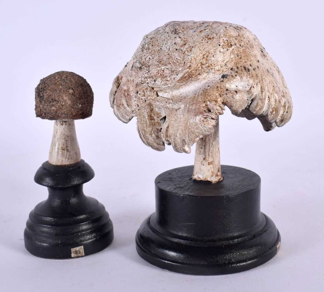 TWO TAXIDERMY MUSHROOM FUNGUS SPECIMENS. 14 cm high. (2) - Image 2 of 2