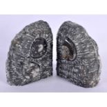 PAIR OF 400 MILLION YEAR OLD GONIATITE FOSSIL BOOK ENDS. 15 cm x 18 cm.