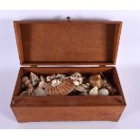 AN ANTIQUE BOX containing numerous shells. Box 34 cm x 14 cm. (qty)