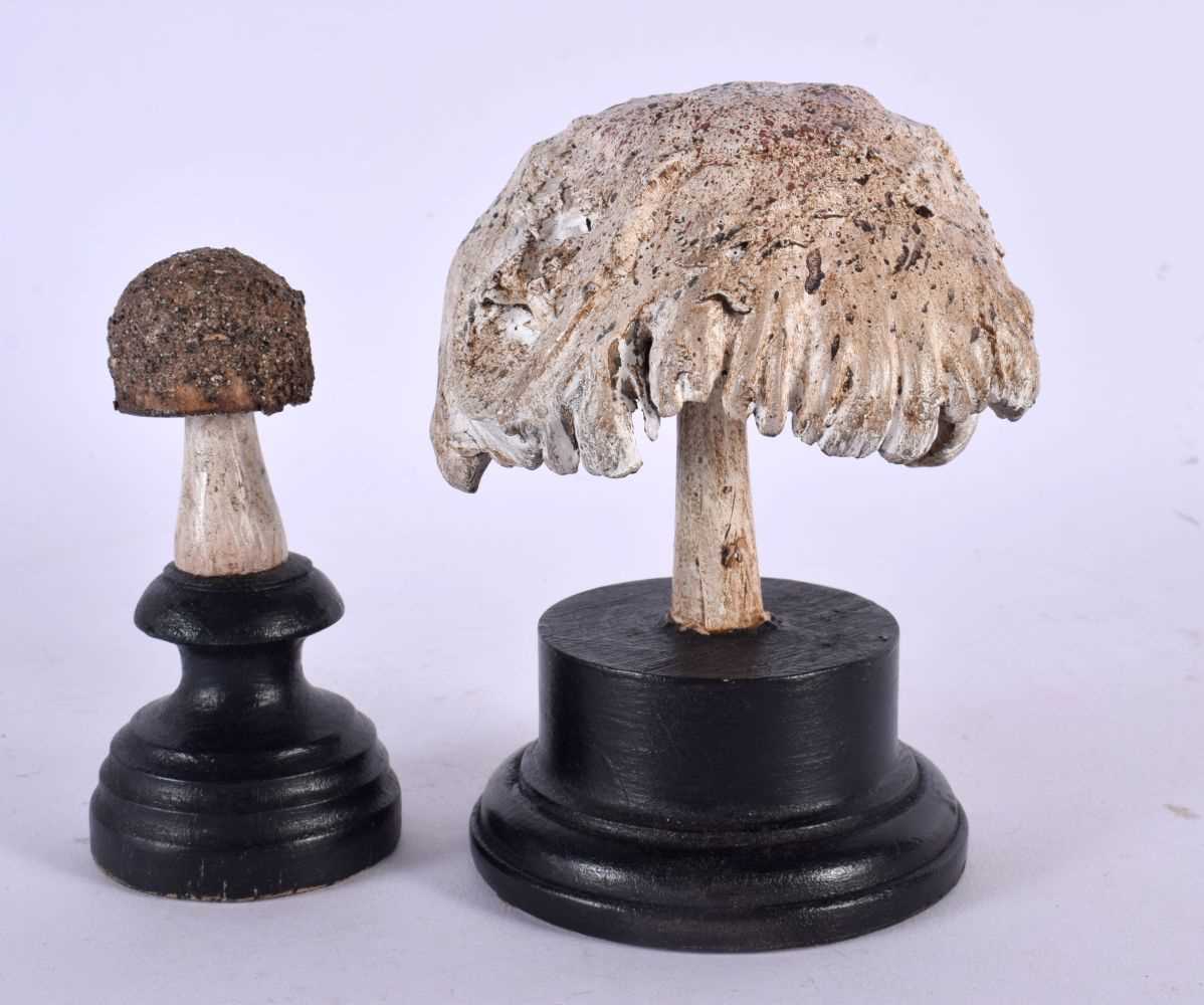 TWO TAXIDERMY MUSHROOM FUNGUS SPECIMENS. 14 cm high. (2)