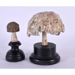 TWO TAXIDERMY MUSHROOM FUNGUS SPECIMENS. 14 cm high. (2)