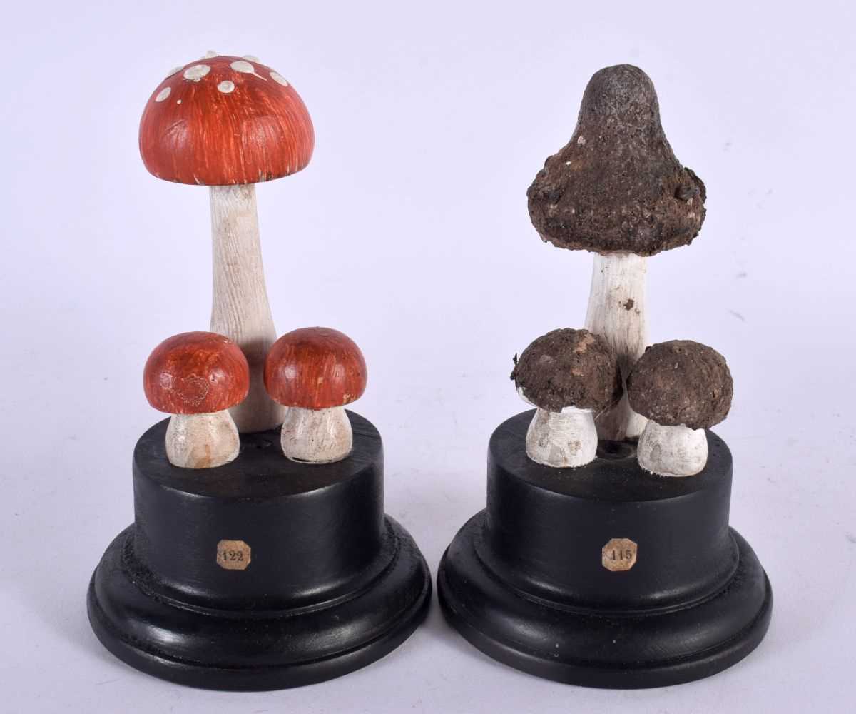 TWO TAXIDERMY MUSHROOM FUNGUS SPECIMENS. 14 cm high. (2)