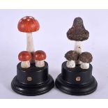 TWO TAXIDERMY MUSHROOM FUNGUS SPECIMENS. 14 cm high. (2)