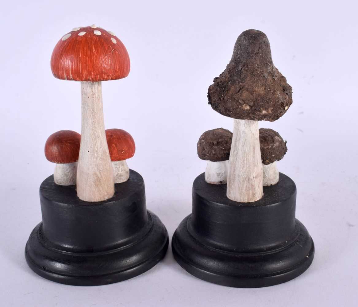 TWO TAXIDERMY MUSHROOM FUNGUS SPECIMENS. 14 cm high. (2) - Image 2 of 2