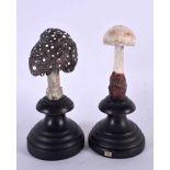 TWO TAXIDERMY MUSHROOM FUNGUS SPECIMENS. 14 cm high. (2)