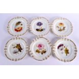 A SET OF SIX EARLY 19TH CENTURY ENGLISH PORCELAIN BOTANICAL PLATES. 20 cm wide. (6)