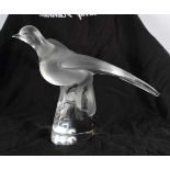 A LARGE FRENCH LALIQUE GLASS TOURTERELLE GLASS DOVE modelled with wings outstretched. 30 cm x 25