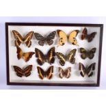 A CASED SET OF EARLY 20TH CENTURY BUTTERFLY SPECIMENS Attributed to Dayrolle, Paris. 38 cm x 24 cm.