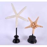 TWO TAXIDERMY STARFISH SPECIMENS. Largest 35 cm x 14 cm. (2)