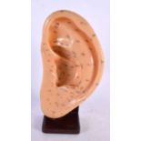 A VINTAGE ACUPUNCTURE ANATOMICAL MODEL OF AN EAR. 24 cm x 10 cm.