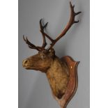 A LARGE TAXIDERMY CANADIAN CARIBOU HEAD AND NECK MOUNT by Emack Bros., Frederickton, New