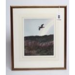 ROGER McPHAIL (b.1953) Grouse in Flight, watercolour, signed, 9 1/4" x 7 3/4", gilt frame (subject