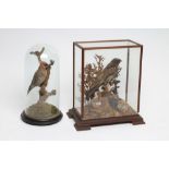 TWO CASED TAXIDERMY BIRDS, late 19th/20th century, comprising a nightjar in naturalistic setting and