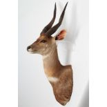 A TAXIDERMY BUSH BUCK ANTELOPE HEAD AND SHOULDER MOUNT with glass eyes and 15 1/4" horns, 37 1/2"