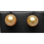 A PAIR OF PALE GOLD COLOURED CULTURED PEARL EAR STUDS, peg set to plain posts, stamped 585 (Est.