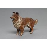 AN AUSTRIAN COLD PAINTED BRONZE ROUGH HAIRED COLLIE DOG, c.1900, in brown and white, unmarked, 5"