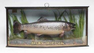 A TAXIDERMY BROWN TROUT, 1991, mounted in a natural setting within a glazed bow front case,