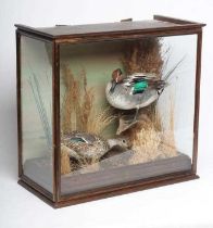 A PAIR OF TAXIDERMY TEAL, comprising a drake and a hen in a naturalistic setting, within a case