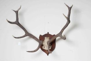 A SET OF RED STAG ANTLERS with ten points and mounted on an oak shield inscribed "Reen 23 Stone