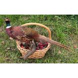 A taxidermy cock pheasant on branch in basket.