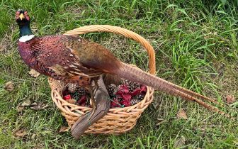 A taxidermy cock pheasant on branch in basket.