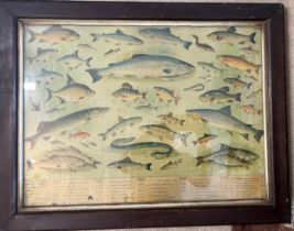 A Colman's advertising poster depicting various fish 53cm x 68cm.