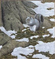 Simon Turvey (1975-) watercolour of Grey Squirrel signed lower left, image size 26.5cm x 24.5cm,