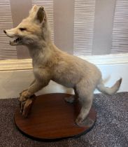 A taxidermy study of a fox cub on an oval wooden base. 44cm h.