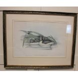 After J Gould and H Richter, three framed lithographs of birds, comprising Hoary-headed Grebe, Green