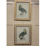 A pair of framed replica colour prints of colourful parrots, 35cm by 27cm
