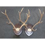 Two sets of deer antlers on cut skull cap, both mounted, with label for Challenge Trophies Ltd,