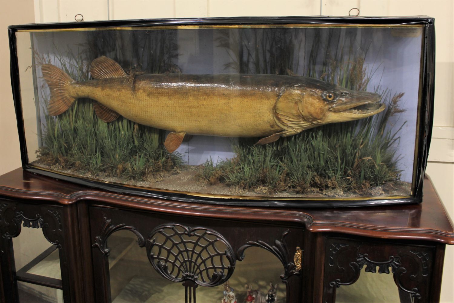 An Antiques & Collectables Auction to include Natural History & Taxidermy
