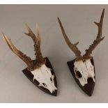 Two mounted sets of deer antlers on cut upper skull, each on shield shaped mount, verso paper labels