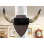 A pair of cow horns mounted on a wooden shield shaped plaque approx 70cm wide