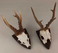 Two mounted sets of deer antlers on cut upper skull, each on shield shaped mount, verso paper labels