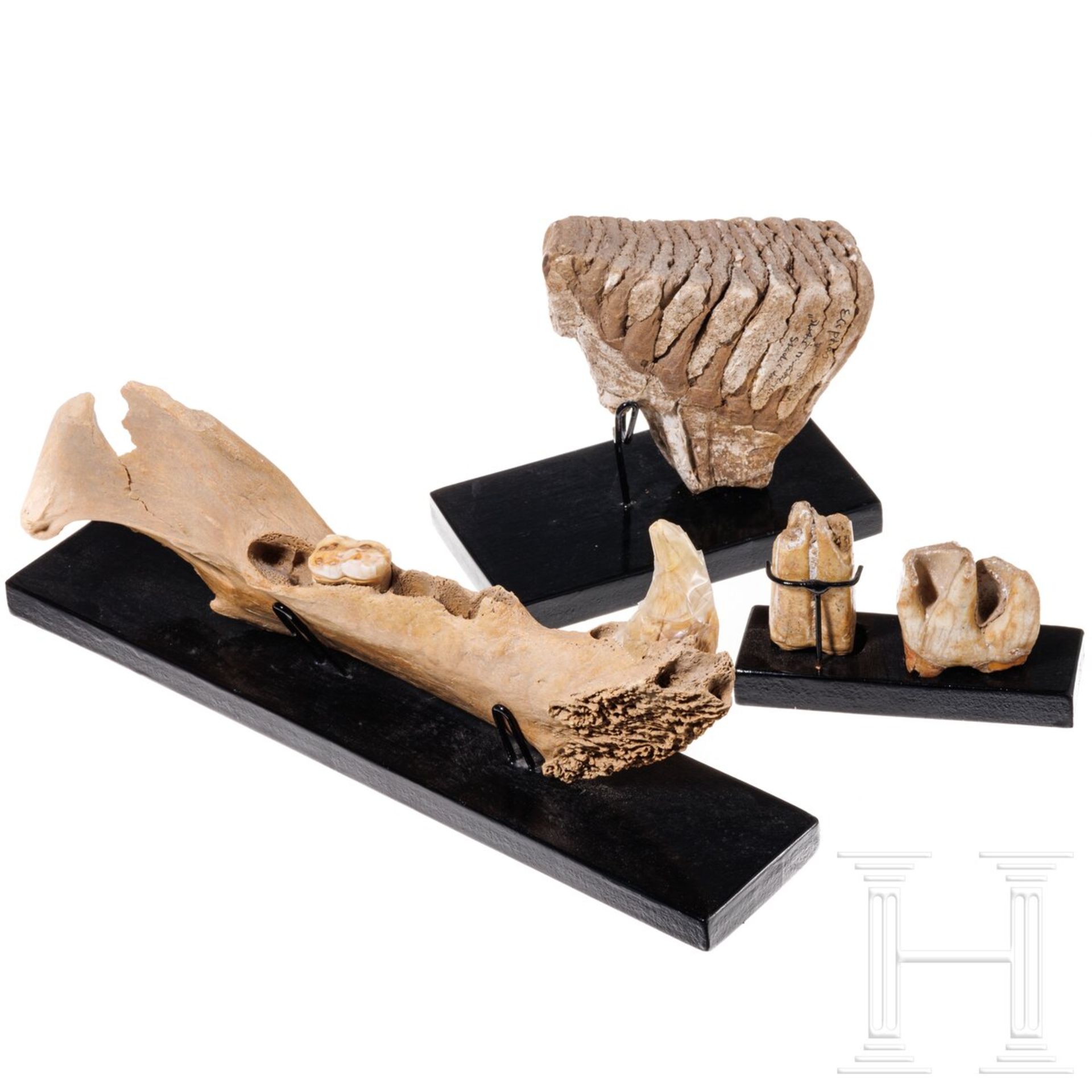 Sechs altsteinzeitliche Werkzeuge, ein Rötelstein und vier paläontologische Zahnfunde, 500.000 - 500 - Bild 2 aus 2