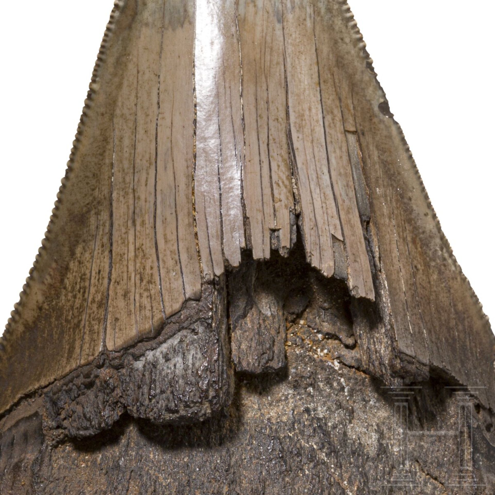 Fossiler Zahn eines otodus megalodon, frühes Miozän - spätes Pliozän - Bild 3 aus 3