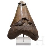 Fossiler Zahn eines otodus megalodon, frühes Miozän - spätes Pliozän