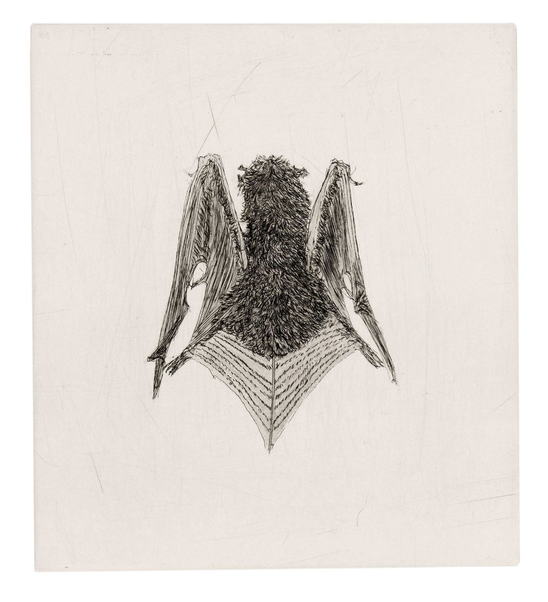 Smith, Kiki. 1954 Nuremberg - lives and works in New York. Bat. 2000. 2 etchings/velin, each - Image 2 of 2