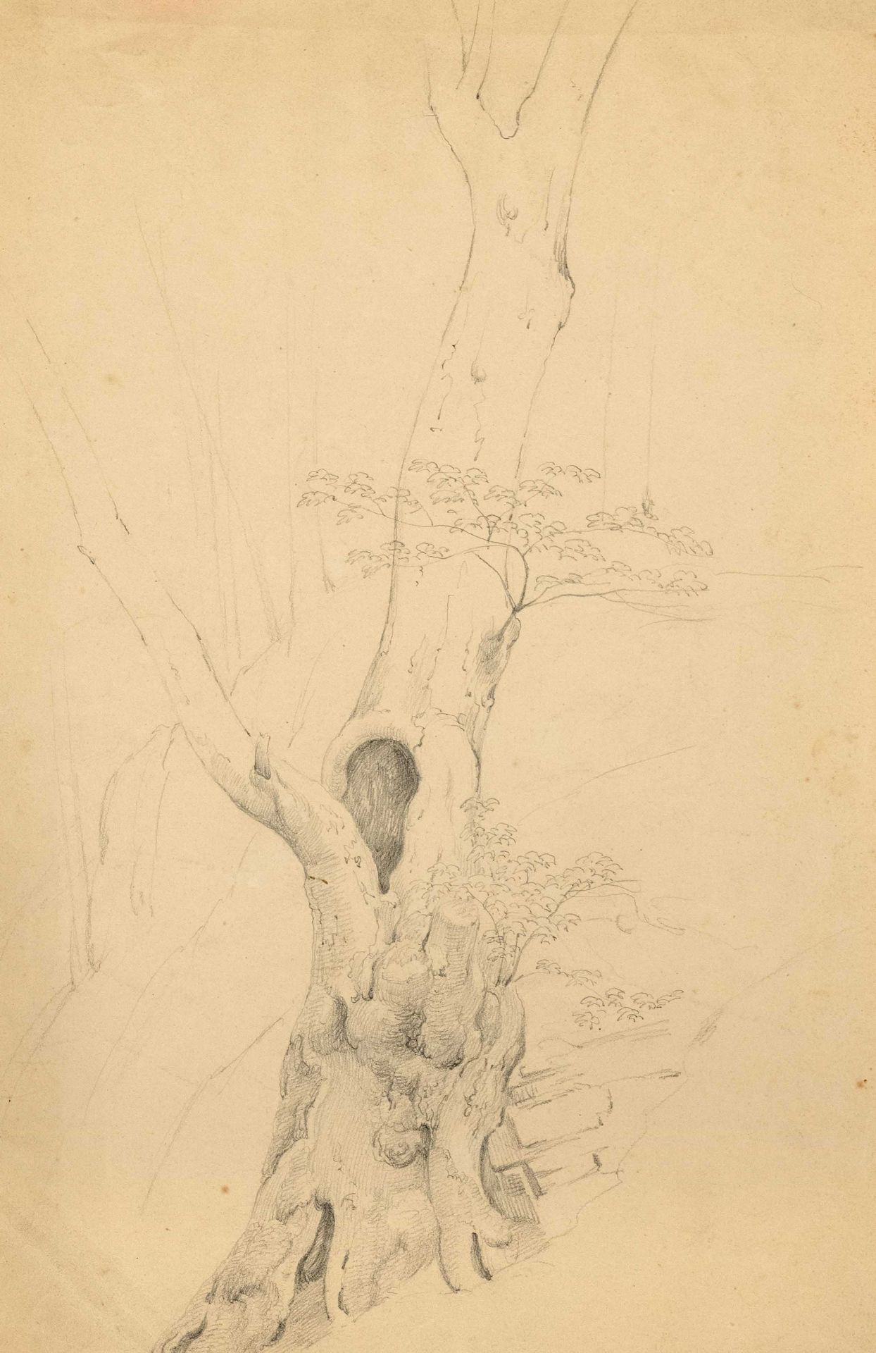 Heinrich Dreber (1822-1875), attributed, study of a gnarled tree trunk, pencil on paper,