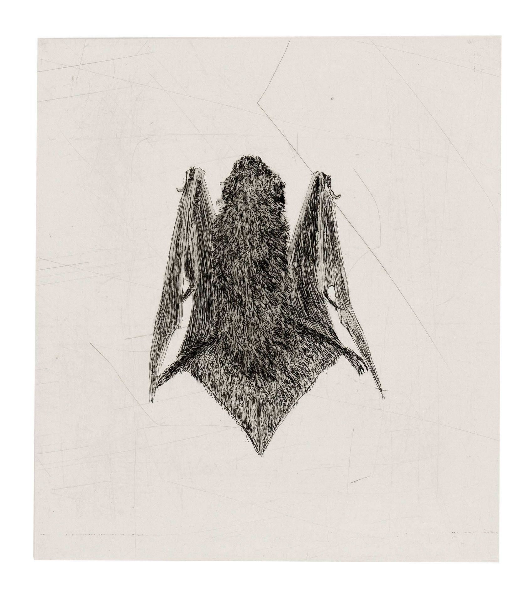 Smith, Kiki. 1954 Nuremberg - lives and works in New York. Bat. 2000. 2 etchings/velin, each