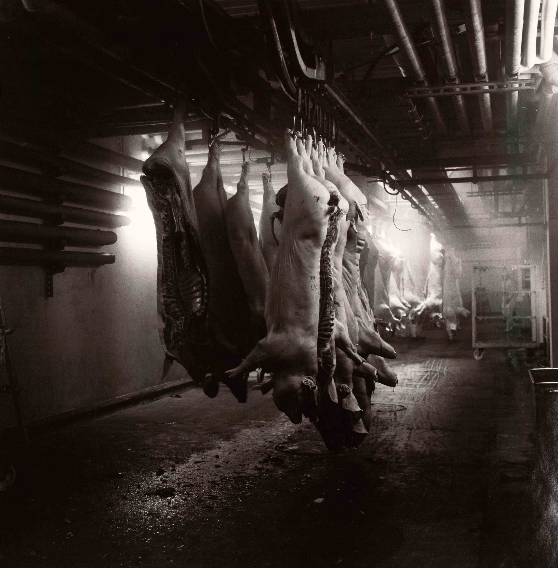 Bohnhoff, Andreas. 1946 Münster - lives and works in Bremen. Untitled [Pig halves]. 1988. black-