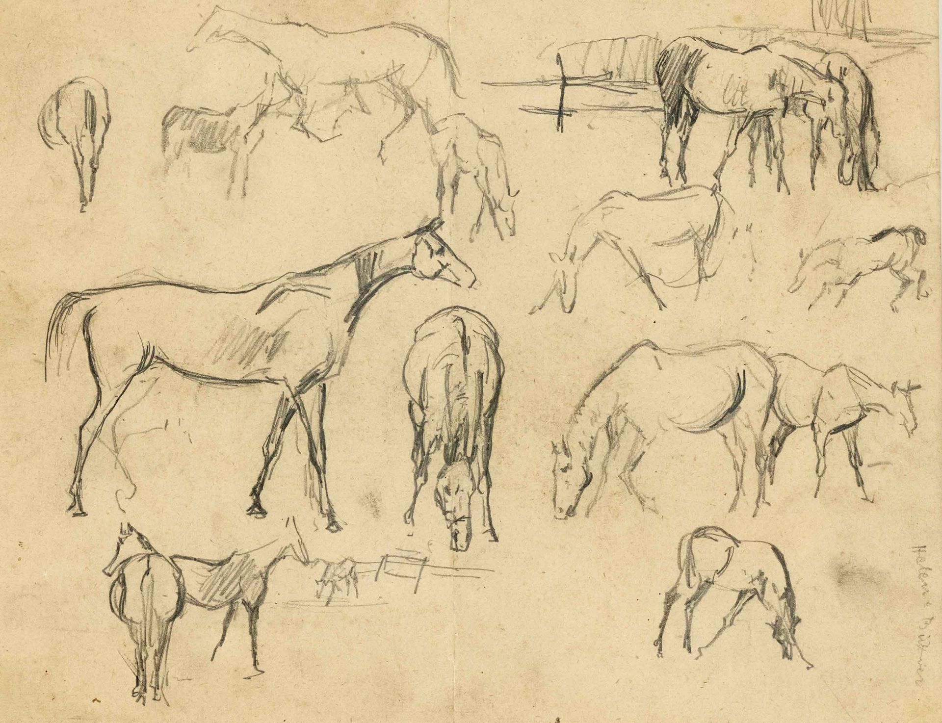 Helene Büttner (1861-1947), Austrian horse painter, various horse studies in pencil on paper,