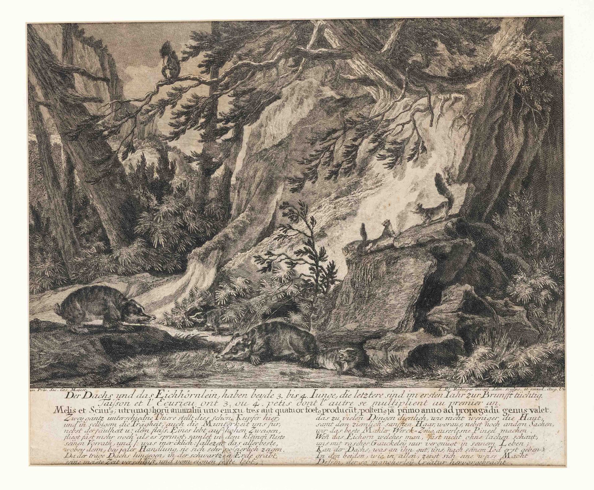 Johann Elias Ridinger (1698-1767), two hunting etchings, ''Der Dachs und das Eichhörnlein...''