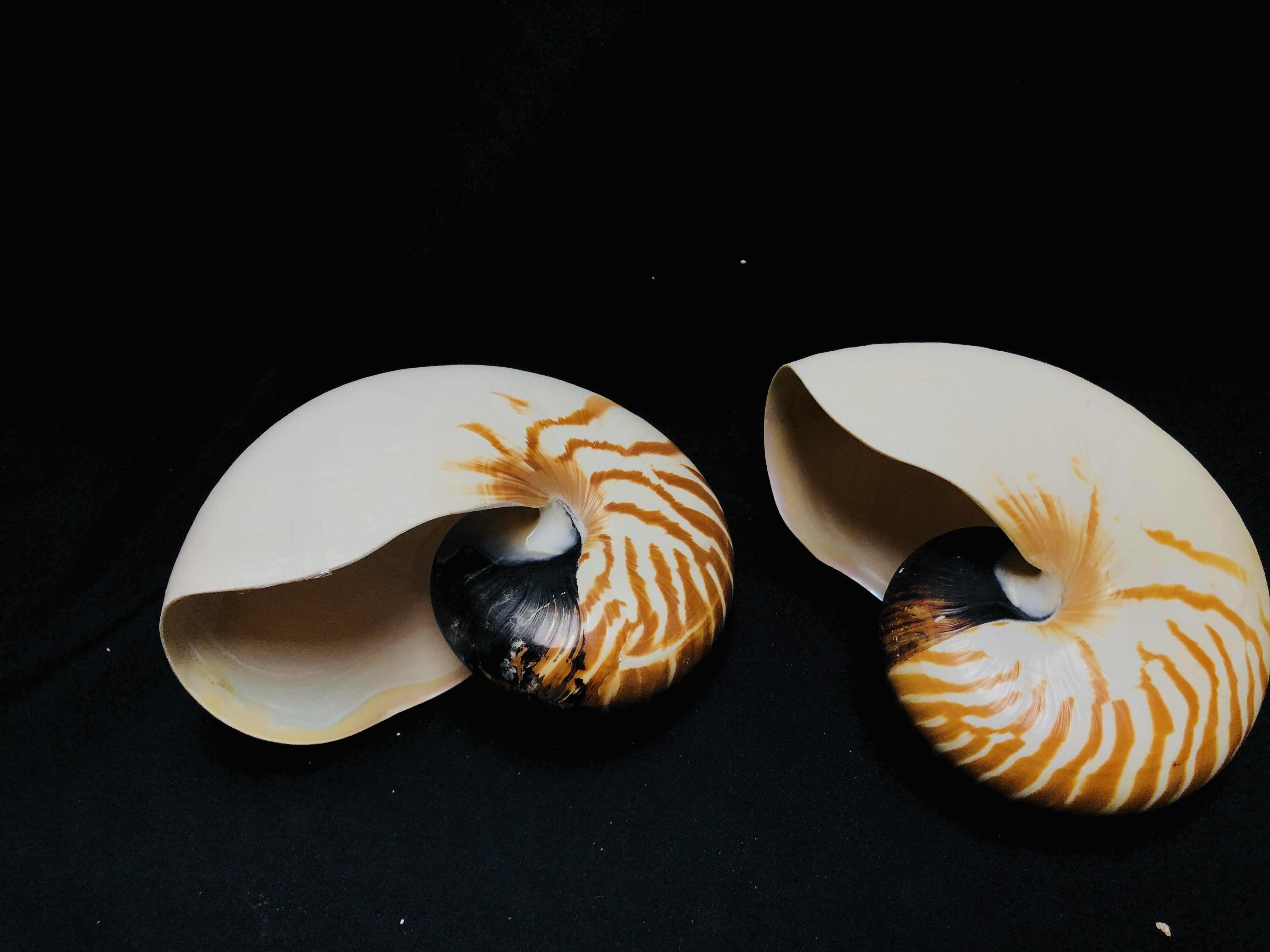 TWO NATURAL NAUTILUS SHELLS.