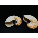 TWO NATURAL NAUTILUS SHELLS.