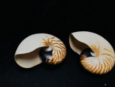 TWO NATURAL NAUTILUS SHELLS.