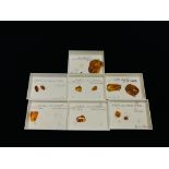 A COLLECTION OF 7 CASED EXAMPLES OF AMBER WITH VARIOUS INSET INSECTS ETC.