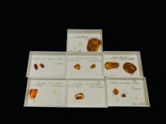 A COLLECTION OF 7 CASED EXAMPLES OF AMBER WITH VARIOUS INSET INSECTS ETC.