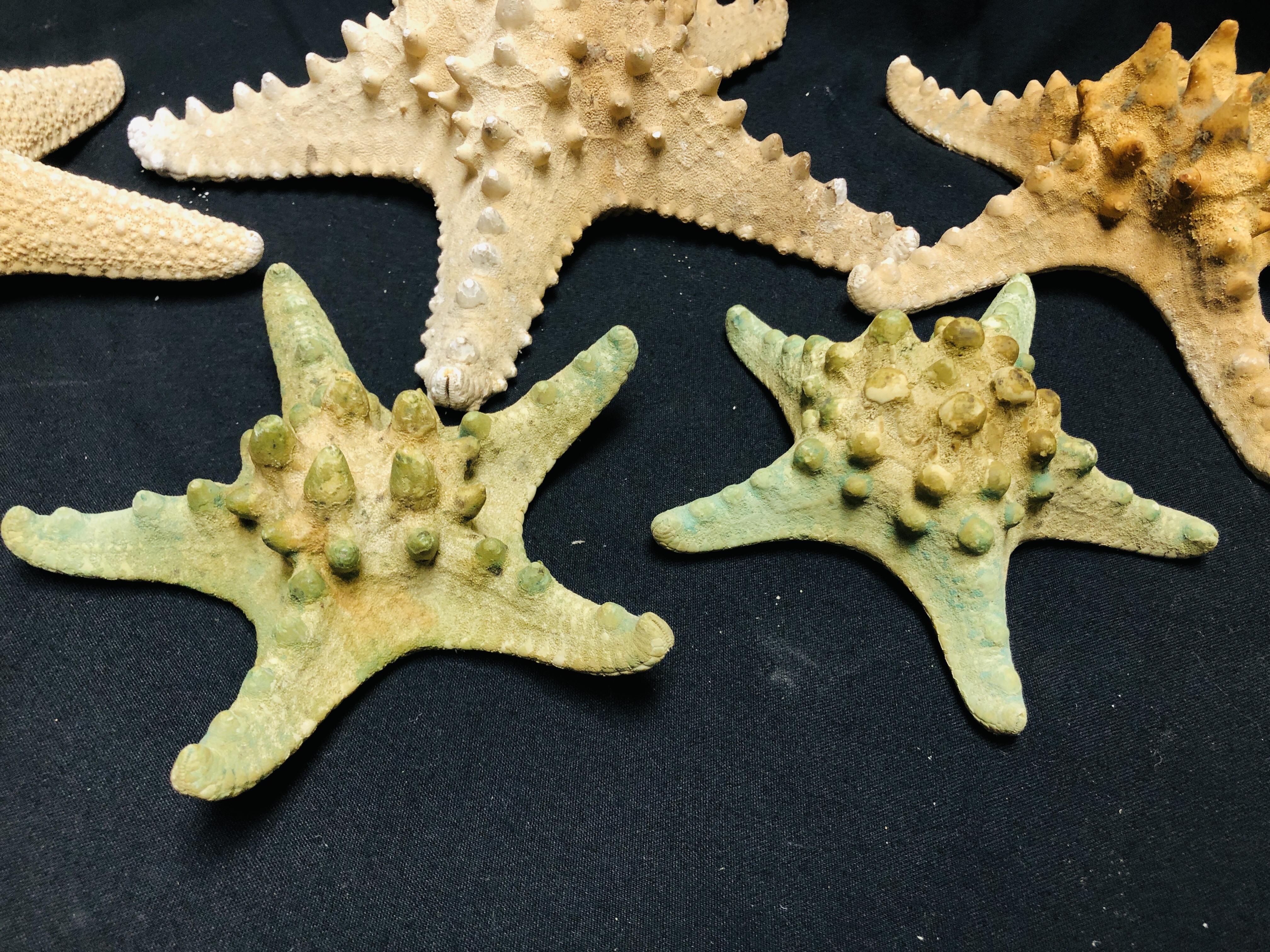 A GROUP OF 5 STARFISH, VARIOUS SIZES AND SPECIES. - Image 2 of 5